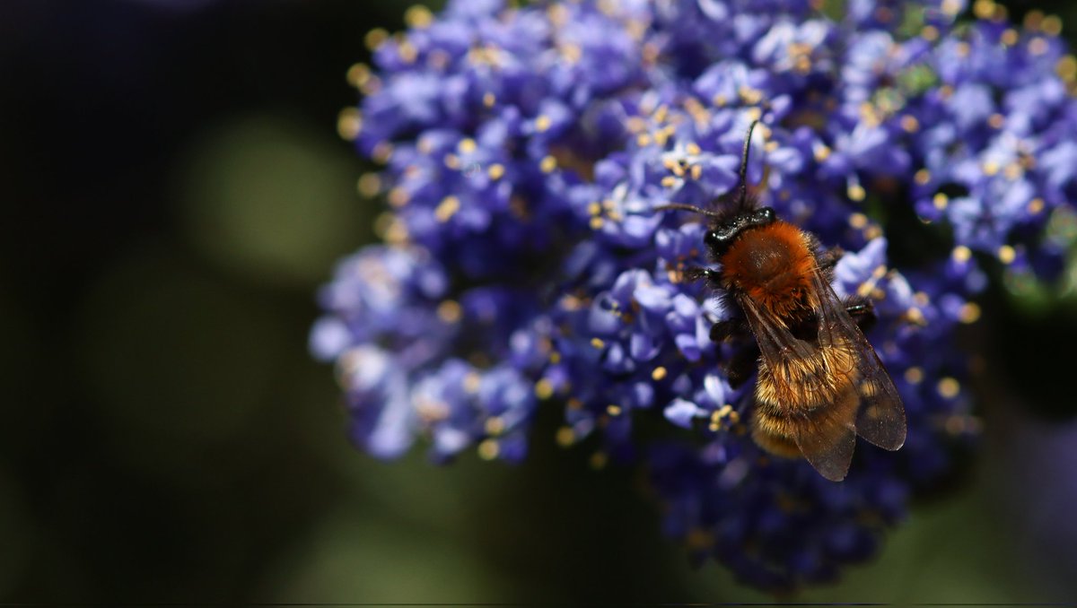 Tawny Mining Bee (Andrena fulva)♀️ @KentWildlife @Britnatureguide @BBCSpringwatch #Tenterden #kent