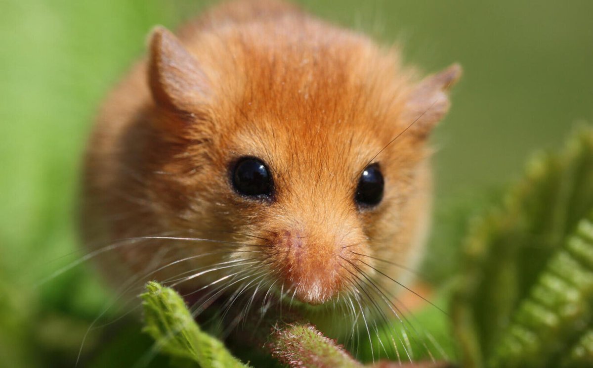 The first detection of Encephalomyocarditis Virus-2 found in hazel dormice, suggesting the virus is likely to be endemic in the population in England #ZSLPapers  🐭
Read more: link.springer.com/epdf/10.1007/s…