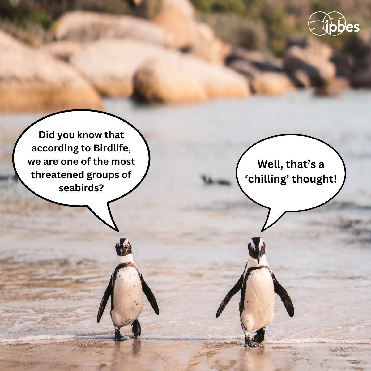 🐧 Happy #WorldPenguinDay 🐧 It's hard to imagine a world without penguins... 🤔 Yet many penguin species face grave threats, such as climate change, habitat loss & reduced food availability. More with @BirdLife_News ⤵️ birdlife.org/birds/penguins….
