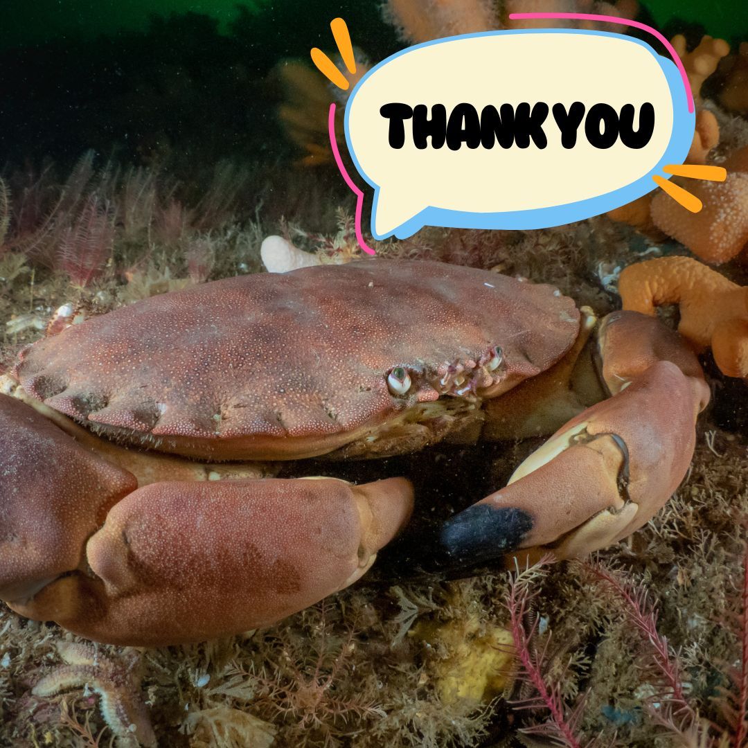 Big #ThankYouThursday to all our supporters, old and new. Shoutout to @marksandspencer @morrisons, @waitrose @coopuk @lidlgb and @tesco for their commitment to animal welfare by not selling live animals. Let's urge @sainsburys, @aldiuk, @asda to join them!
#decapods #nolivesales