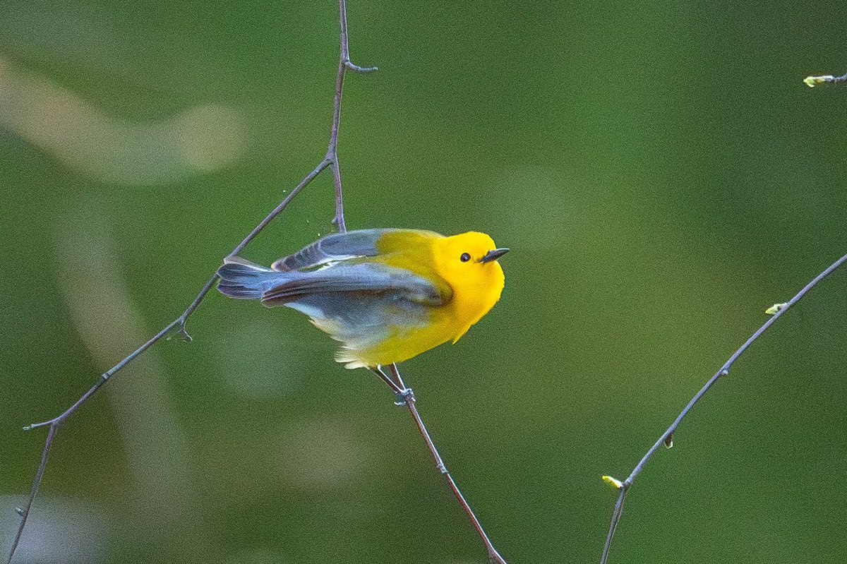 More images of the Turtle Pond Prothonotary warbler from last evening. #birdcpp #NaturePhotography