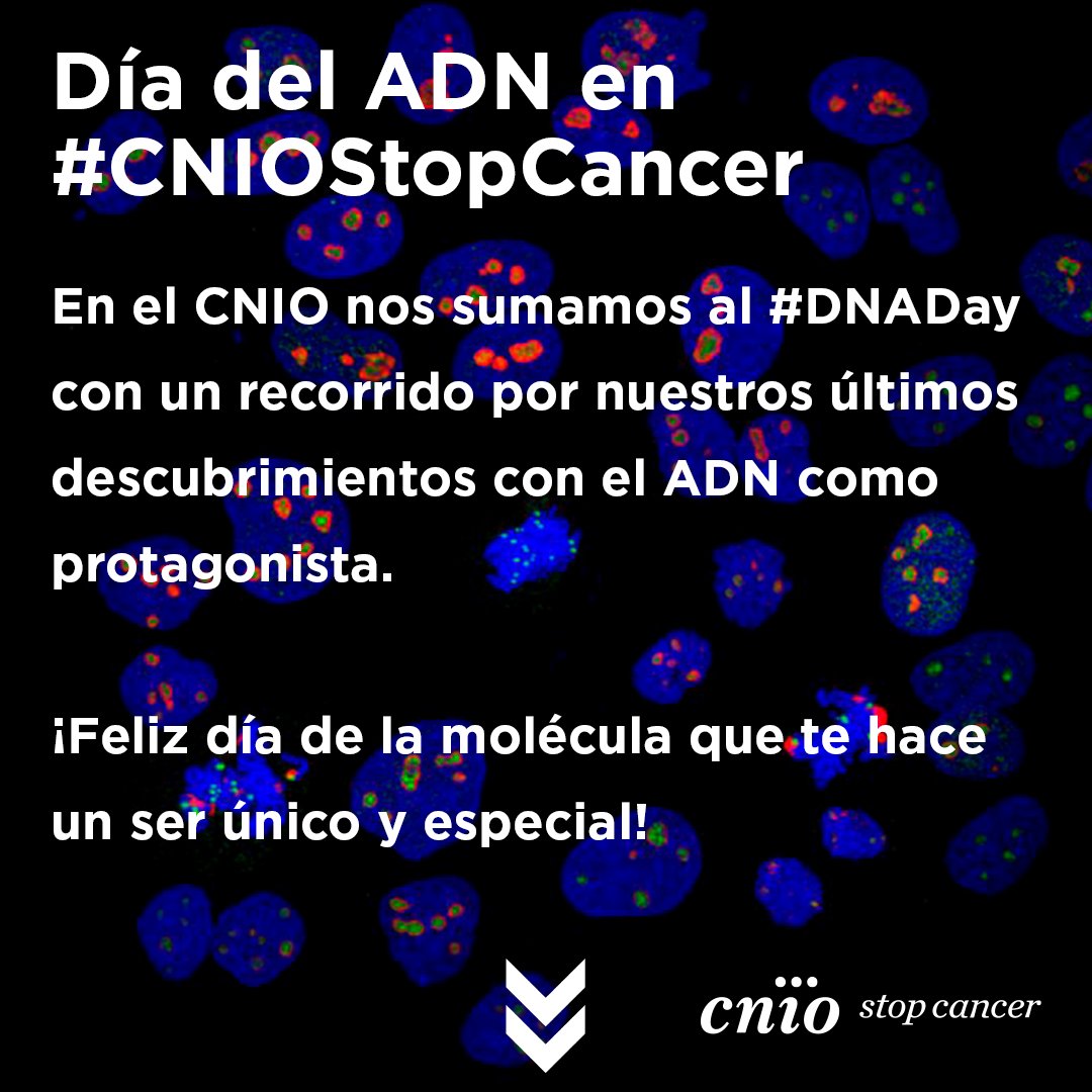 Un repaso por las últimas investigaciones relacionadas con el ADN del #CNIOStopCancer.🧬 Hilo #DíadelADN #DNADay 🪡🔬👇