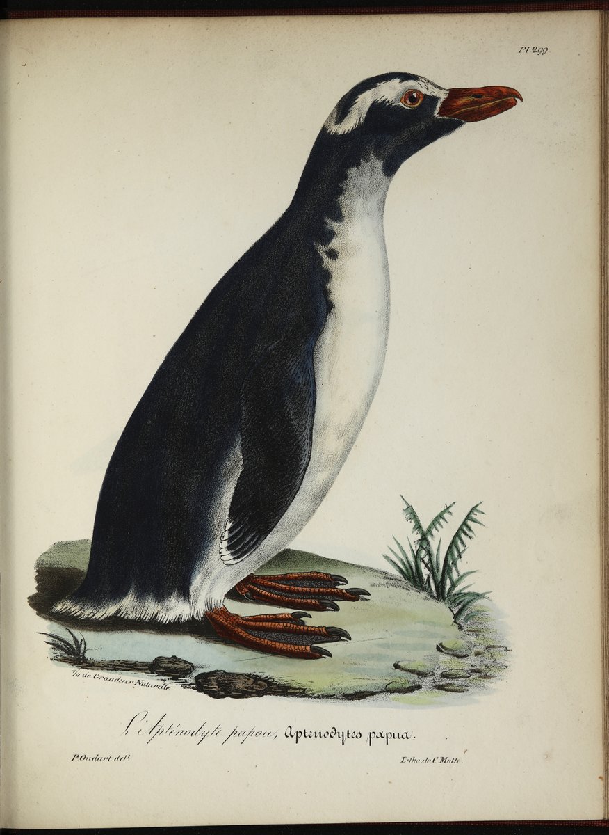 This #WorldPenguinDay, say hello to these characterful little fellows, the crested penguin and gentoo penguin. They are from our copy of La Galerie des Oiseaux (1825), by Louis Pierre Vieillot, with illustrations by Paul Louis Oudart.
