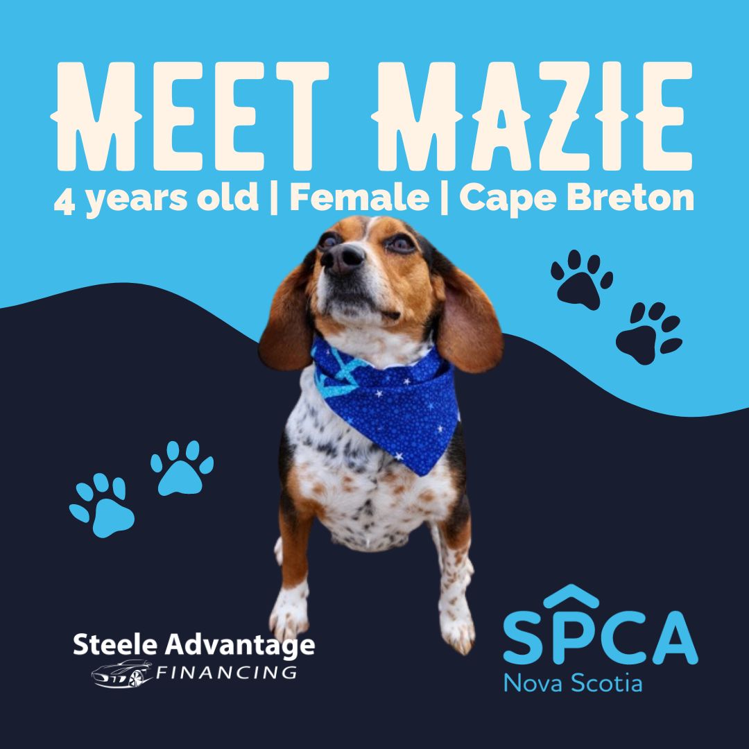 It's Tail-Wagging Thursday! Find Your Paw-fect Match at the SPCA🐾

Adopt today: novascotiaspca.ca/how-you-can-he…

#nationalpetday #spca #adopt #spcanovascotia #steeleadvantagefinancing #steeleautogroup #tailwaggingthursday