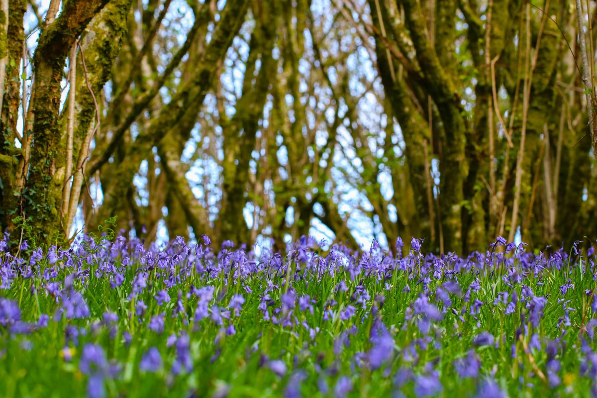 jason_mules's tweet photo. Bluebells 

#spring #flowerphotography https://t.co/RVm5UF0Ep6