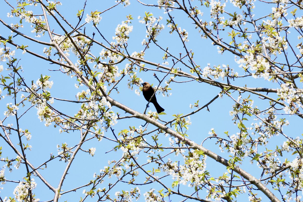 sdoppler2's tweet photo. A Brown-headed Cowbird enjoying some time in SNE for the #AprilSpringBlooms https://t.co/kh9YPGM4t3