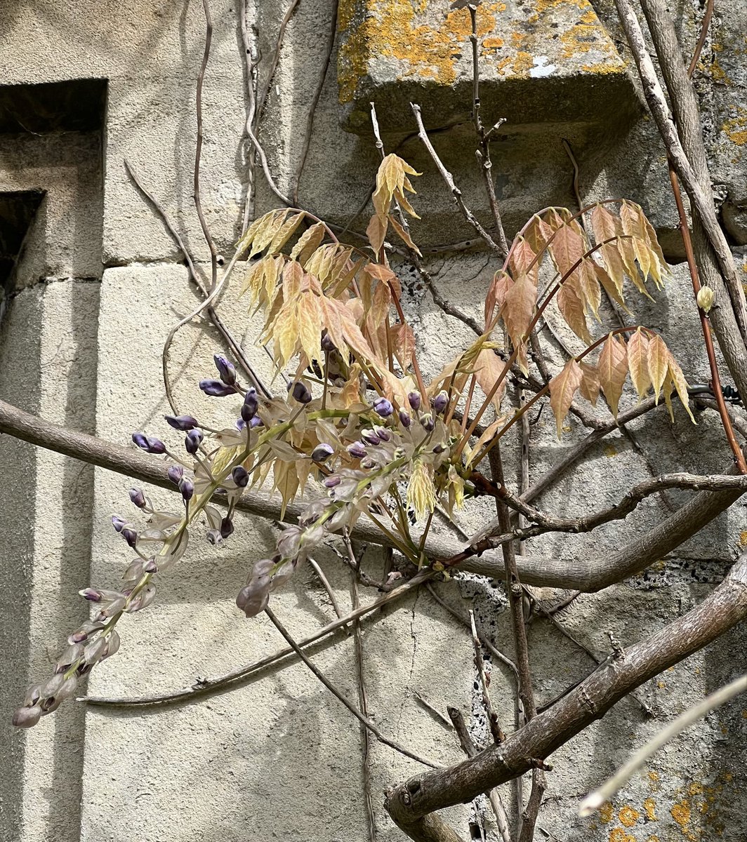 A flower! (Almost)
#wisteriawatch