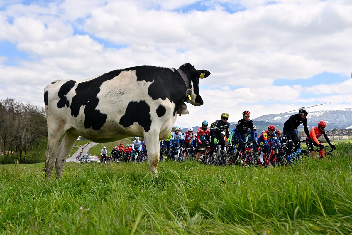 We're in the moooooo-d for for some action at #TDR2024 🐄😆 Stage two of the race ends in tough mountaintop test that should see some movement in the GC. 📺 from 14:30!