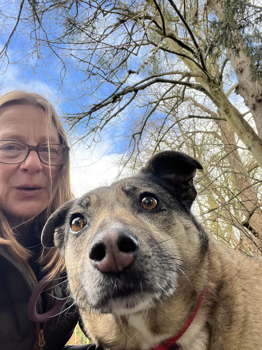 CORA is in kennels in #Worcestershire ) and needs a Forever Foster
Cora is 10 years old and is looking for her golden basket in a home where she can spend the rest of her life as a foster dog.
#Worcester #Shropshire #Staffordshire #Oxfordshire