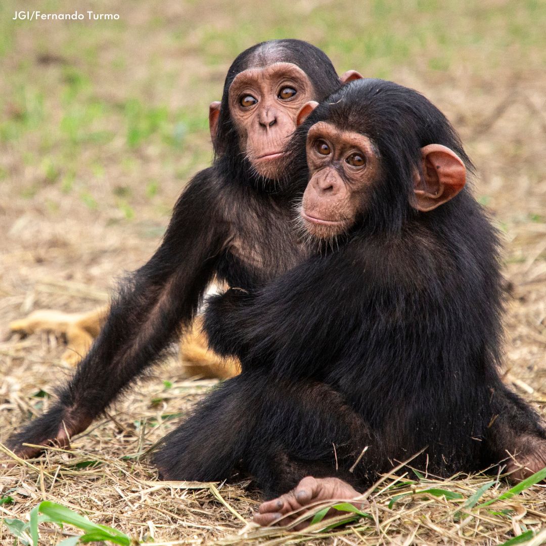 Los pequeños Aymard y John fueron rescatados y trasladados a nuestro Centro de Rehabilitación de Chimpancés deTchimopunga, en Congo. Al principio, cuando se conocieron, Aymard se mostró indeciso y le llevó algo de tiempo abrirse a John, pero ahora ¡son inseparables! 🤩