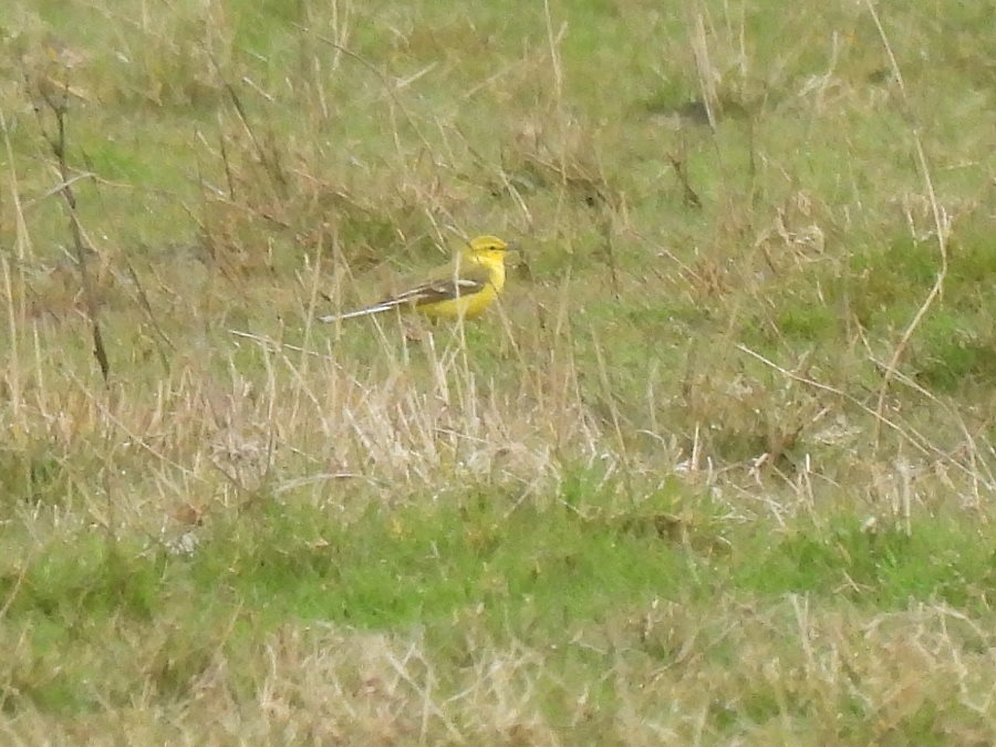 Yellow Wagtail -am- Cowpen Marsh by Holme Fleet. It was feeding with White Wagtail c.30. @teesbirds1