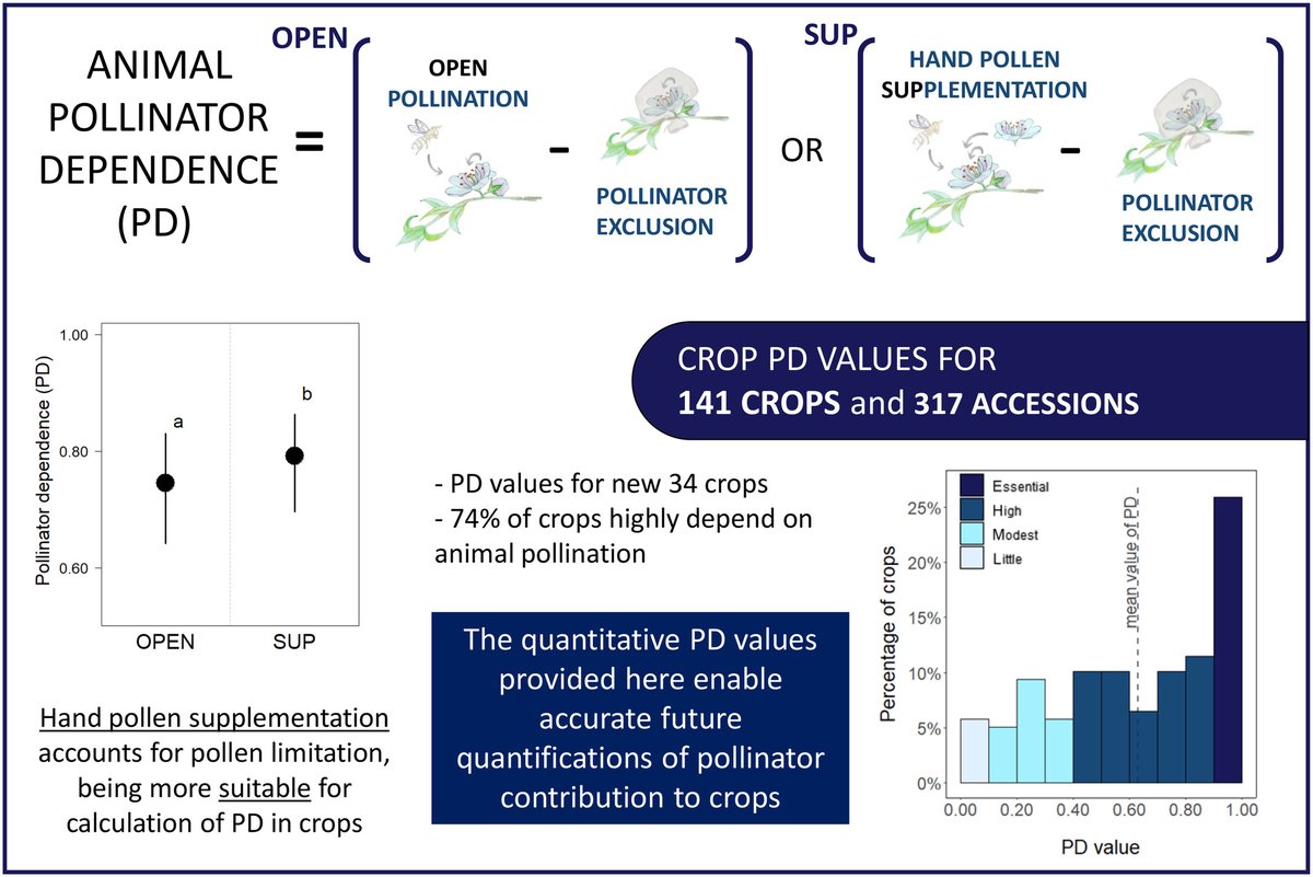New study sheds light on the critical role of pollinators in crop production, with guidance for future research 🐝 Pollinator dependence values across various crops and cultivars reveal an underestimation of pollinator importance 🌻 🔗 doi.org/10.1111/1365-2…