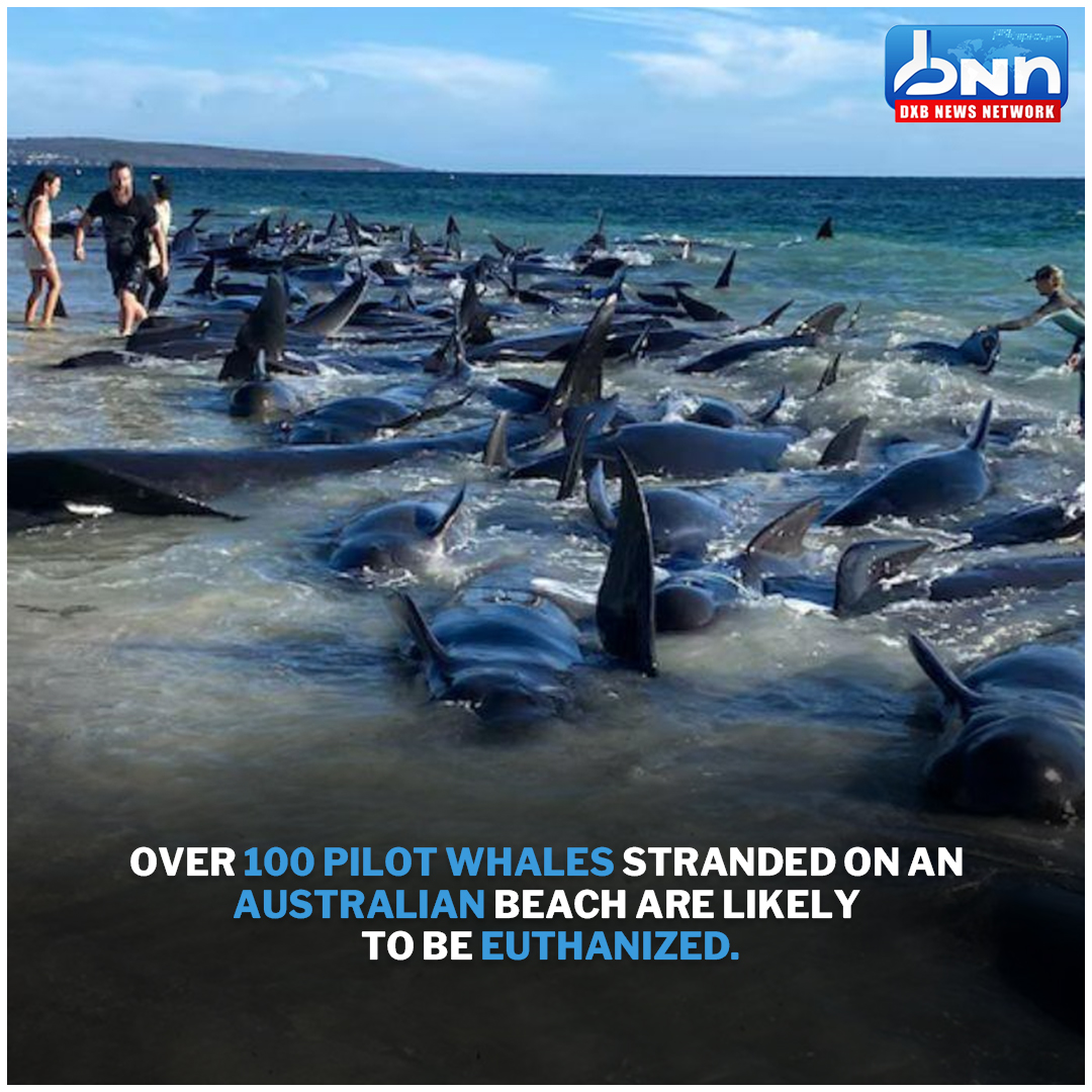 Ashore on an Australian beach, more than a hundred pilot whales are expected to be put down.
.
Read Full News: dxbnewsnetwork.com/ashore-on-an-a…
.
#WhaleRescue #PilotWhaleStranding #MarineBiodiversity #dxbnewsnetwork #breakingnews #headlines #trendingnews #dxbnews #dxbdnn