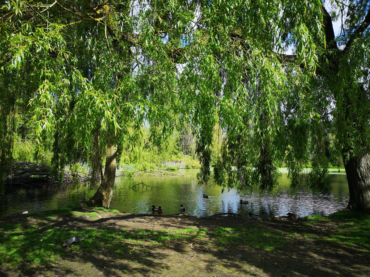 Lovely walk along the river this lunchtime #Colchester 🌳🌳