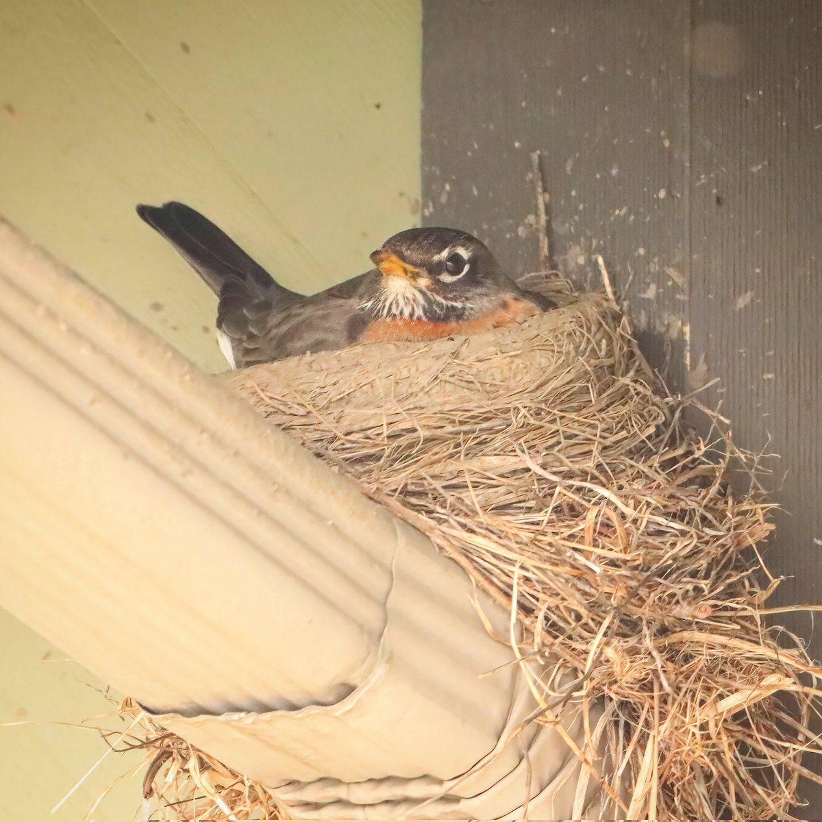 Our office building has a new visitor! I am impressed by this American robin's substantial nest!
#americanrobins #americanrobin #robins #robin #nest #nesting #ohiobirdworld #ohiobirdlovers #eatonohiobirders #eaton #eatonohio #eatonoh #birdlife #preblecounty #preble #birding