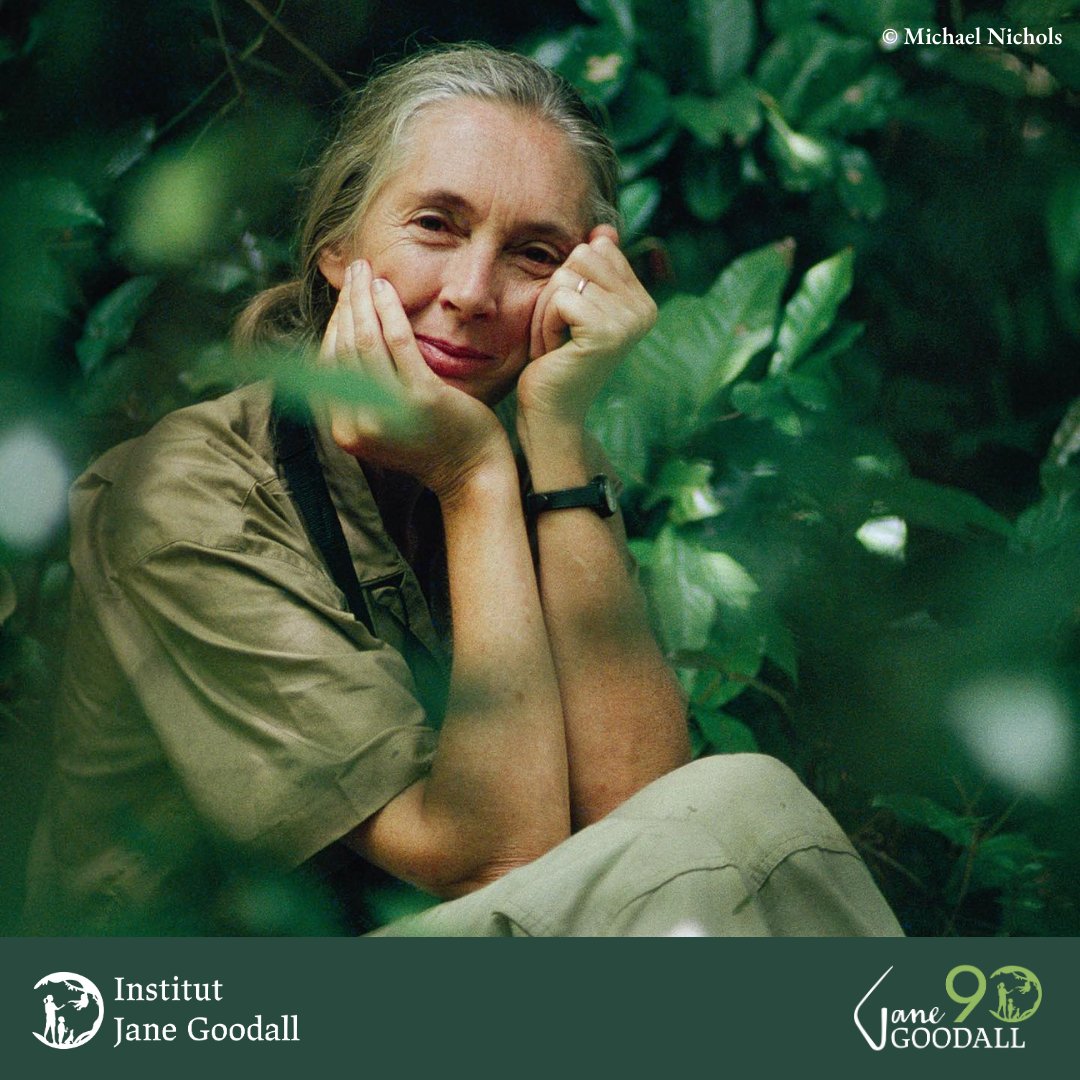 💚 Muchísimas gracias a todas las personas que durante este mes habéis colaborado con vuestra donación, como regalo de cumpleaños a la Dra. Jane Goodall, para ayudarle a cumplir su deseo de conseguir que los #chimpancés rescatados puedan volver a vivir en libertad 🐵✨