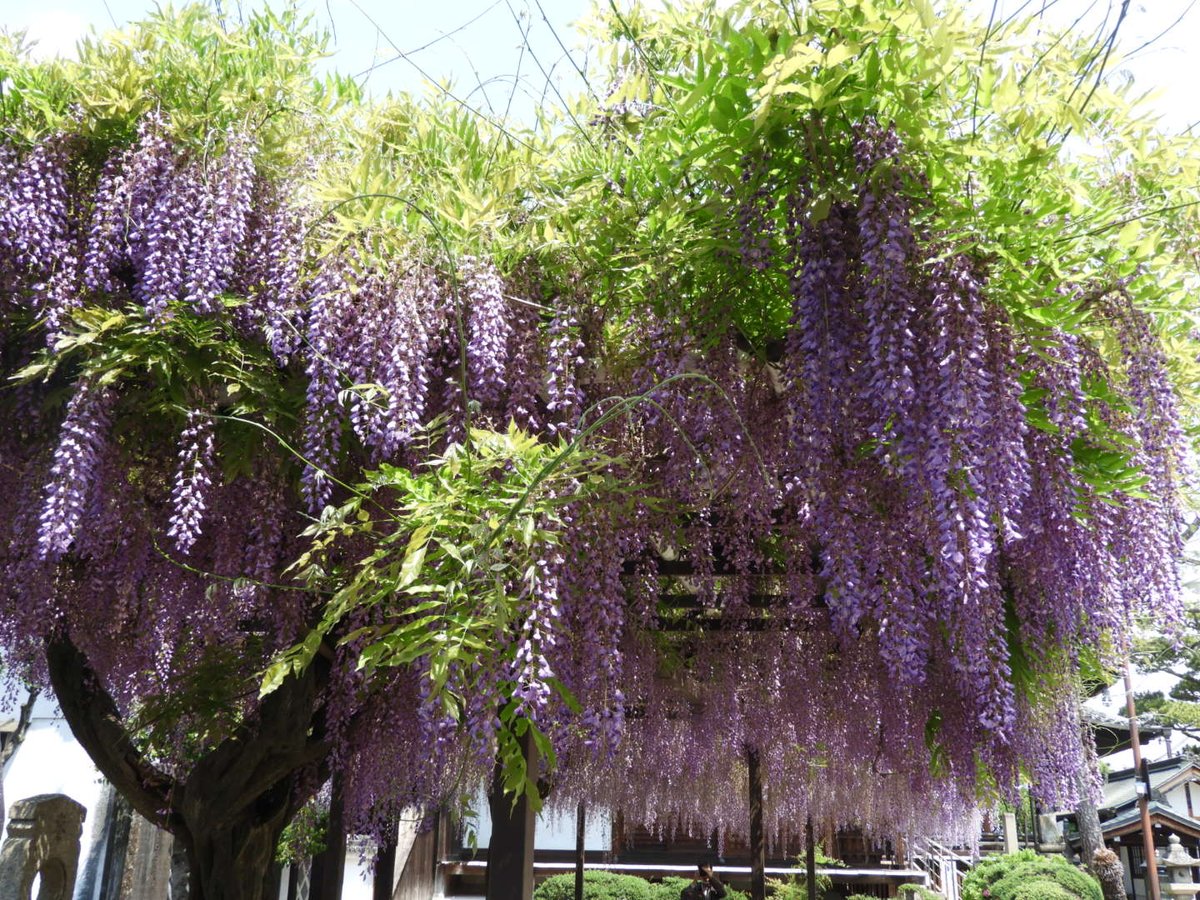 藤の花を見に行ってきました
晴れた空に 甘い香りで癒しの
空間でした

#藤の花
#葛井寺
#大阪府藤井寺市