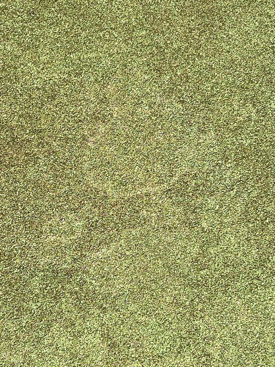 A Waitea (Rhizoctonia/Thanatephorous/Ceratobasidium/Chrysorhiza) pathogen of some species - strain on seashore paspalum green (with lots of off-types &amp; mutations).  In Florida in April - imagine that?  Nice smoke ring… like what you would see on bentgrass or Poa greens.