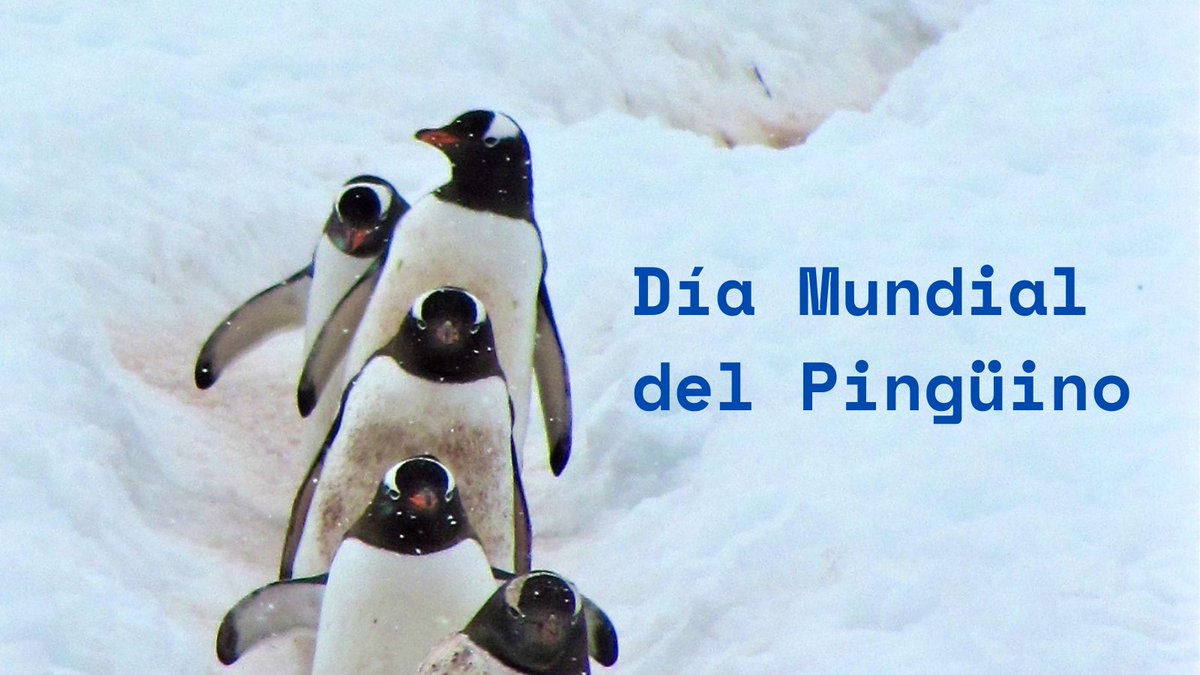 #DíaMundialDelPingüino 
#AcciónClimática