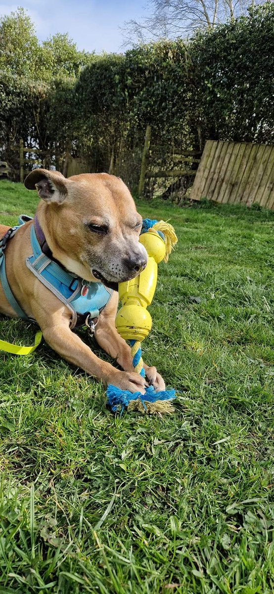SeniorStaffy's tweet photo. Mutley 
SEX: Male 
AGE: 12 years old 
LOCATION: In foster, Cheshire. 
TEMPERAMENT: Happy, Friendly, Cheeky and Vocal. 
CHILDREN: 12 years plus 
DOGS: Could possibly live with a smaller/similar-sized dog after several introductions. 
CATS: No https://t.co/IOhY5EOiXT ❤️ #TeamZay ❤️ https://t.co/v97caYi57I