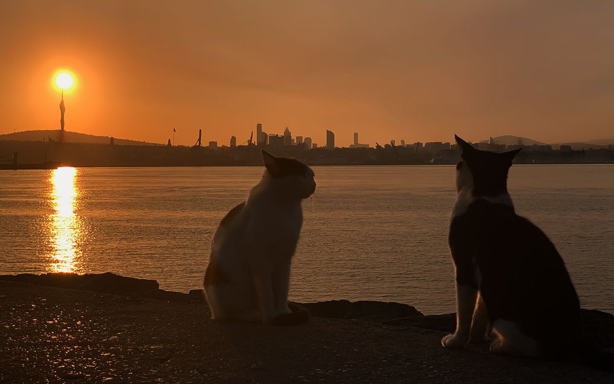 Zwei Katzen am Bosporus haben nichts mit dem Thema zu tun. Aber Katzenbilder, habe ich gelernt, werden häufiger geteilt als Politik. Danke fürs Teilen!👇 Ich war beim RBB bis 2006. Die ehemaligen Kollegen schicken mir Nachrichten über LinkedIn, XING, Facebook und X. Sie freuen