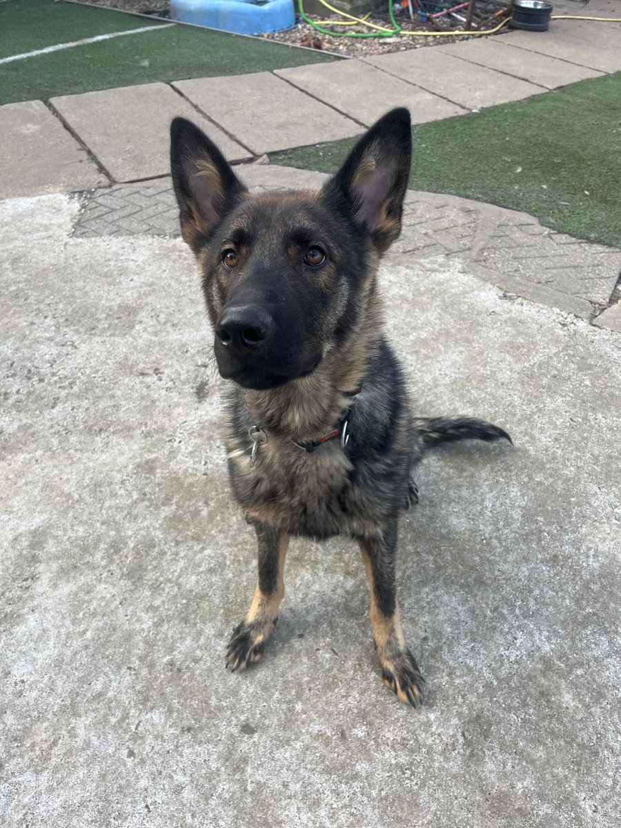 Puzzle is just a year old and he is a very friendly boy who can live with older kids, Puzzle has been fine with other large breed #dogs in his #foster home but will need some training and boundaries #GermanShepherd #Essex gsrelite.co.uk/puzzle/