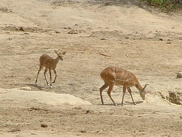 Bush buck #Natureisbeautiful @officialYankari  @wildlifephotography @inaturalist