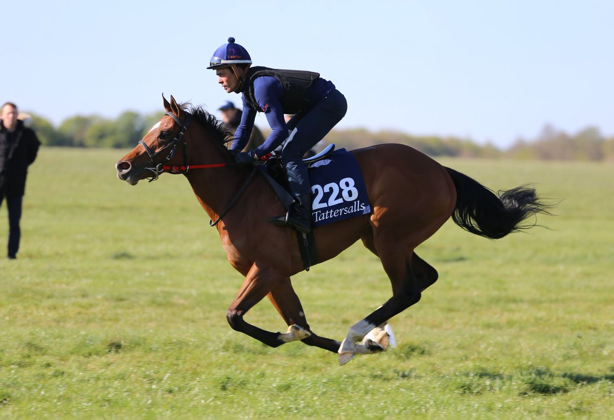 The @Tattersalls1766 Guineas Breeze Up Sale takes place next week! ⏰ Gr.1 winners such as SHANTISARA, THE PLATINUM QUEEN and TRUESHAN are all recent graduates of the sale. More 👉 greatbritishracinginternational.com/news