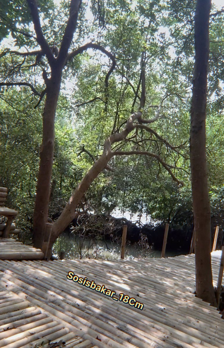 Sosisbakar_18cm's tweet photo. Mangrove forest jerk 💦🌳 https://t.co/X4bcKRDdFG