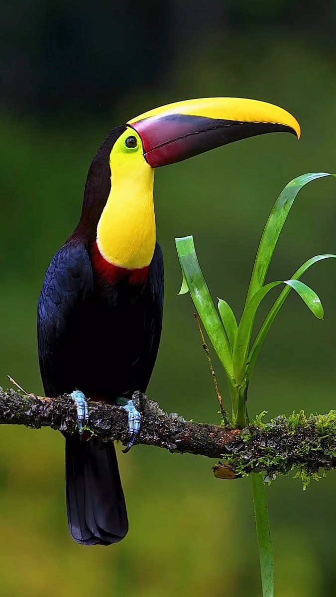 This is yellow throated toucan from rain forest of Costa Rica and such beautiful birds do exist.
 
#earthquake #SB19 #justiceformaryam #JusticeForNamtira #JioCinema