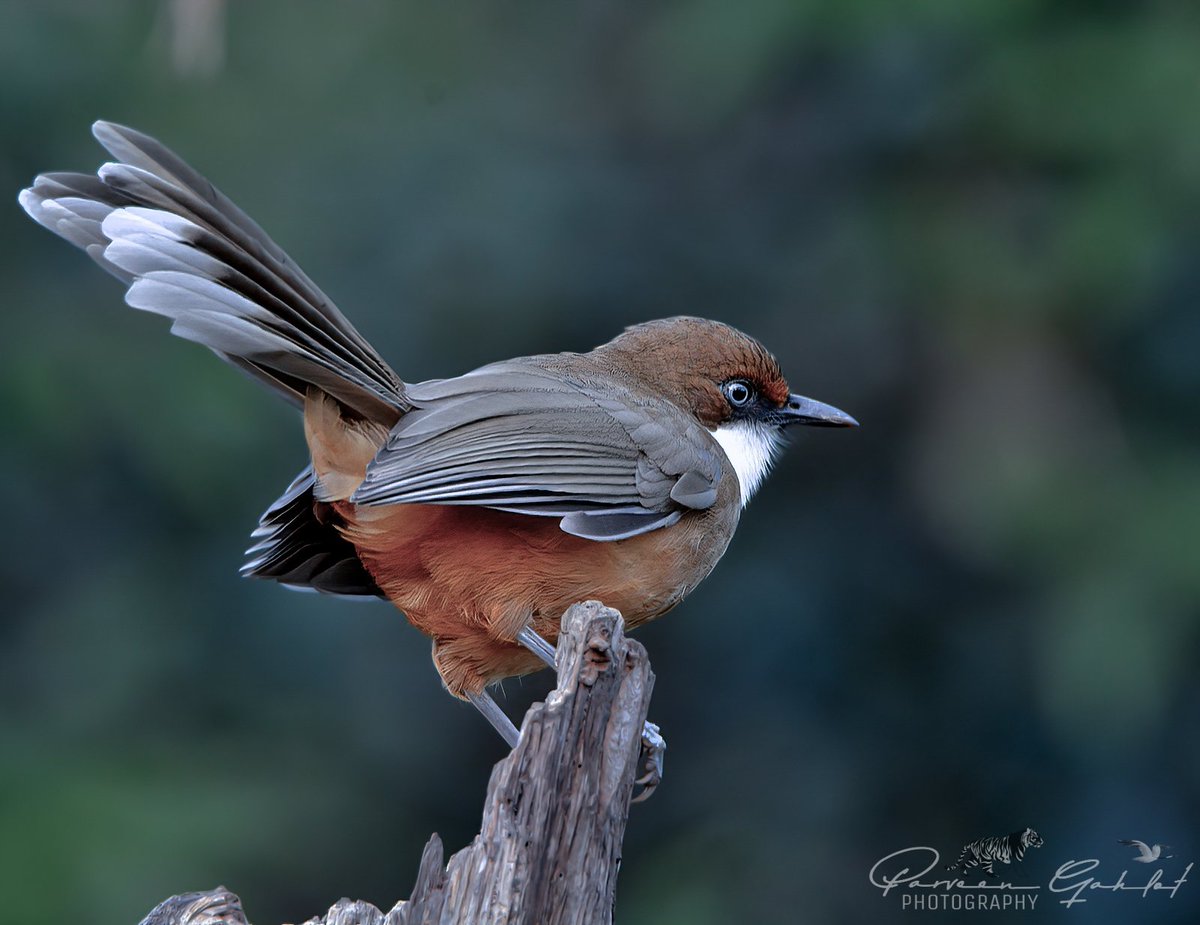 pg_photographie's tweet photo. Sattal #birds
Greater Yellownape
Blue whistling thrush
Magpie & Laughingthrush
#Birding #Birdingphotography #birdphotography #birdwatching #birdwatchers #IndiAves #avibase #BirdsOfTwitter #bbcwildlifePOTD #birdphotography #IndianBirds #nikonphotography #TwitterNatureCommunity https://t.co/YNgw1gYQne