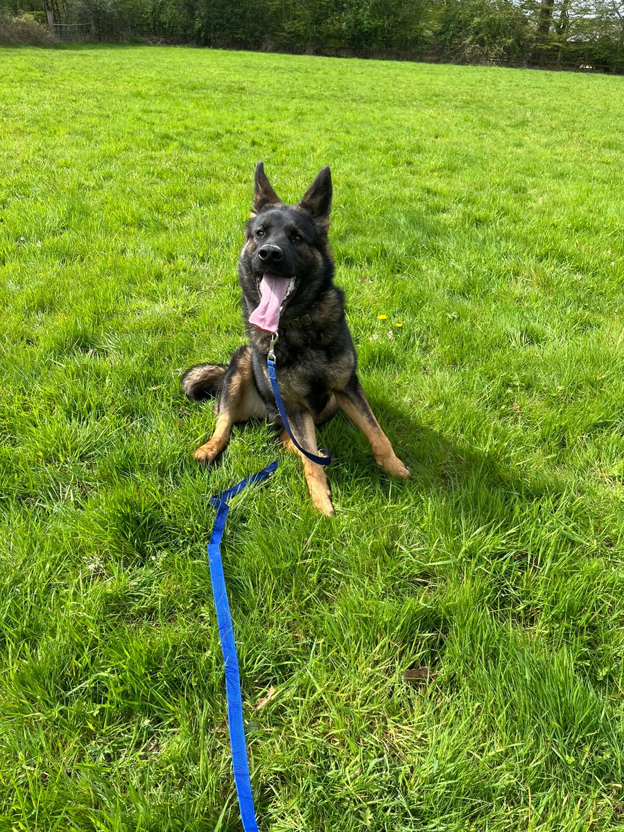 Avery will be 1 in Aug and she was picked up as a stray, Avery is a friendly and playful girl who can live with older kids and would benefit from living with an older, calm dog #GermanShepherd #dogs #Essex gsrelite.co.uk/avery/