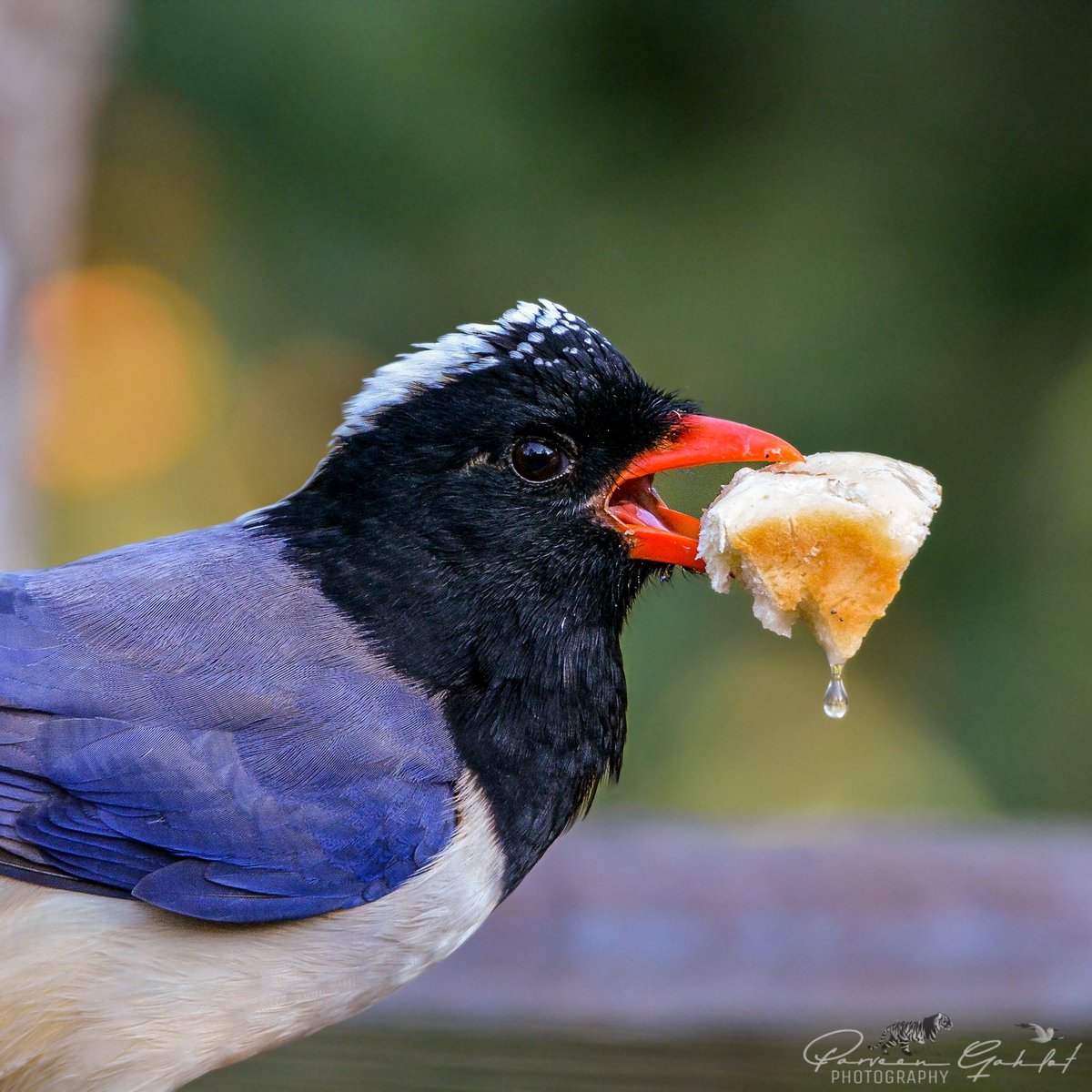 pg_photographie's tweet photo. Sattal #birds
Greater Yellownape
Blue whistling thrush
Magpie & Laughingthrush
#Birding #Birdingphotography #birdphotography #birdwatching #birdwatchers #IndiAves #avibase #BirdsOfTwitter #bbcwildlifePOTD #birdphotography #IndianBirds #nikonphotography #TwitterNatureCommunity https://t.co/YNgw1gYQne