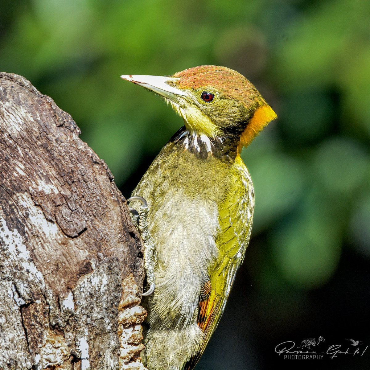 pg_photographie's tweet photo. Sattal #birds
Greater Yellownape
Blue whistling thrush
Magpie & Laughingthrush
#Birding #Birdingphotography #birdphotography #birdwatching #birdwatchers #IndiAves #avibase #BirdsOfTwitter #bbcwildlifePOTD #birdphotography #IndianBirds #nikonphotography #TwitterNatureCommunity https://t.co/YNgw1gYQne