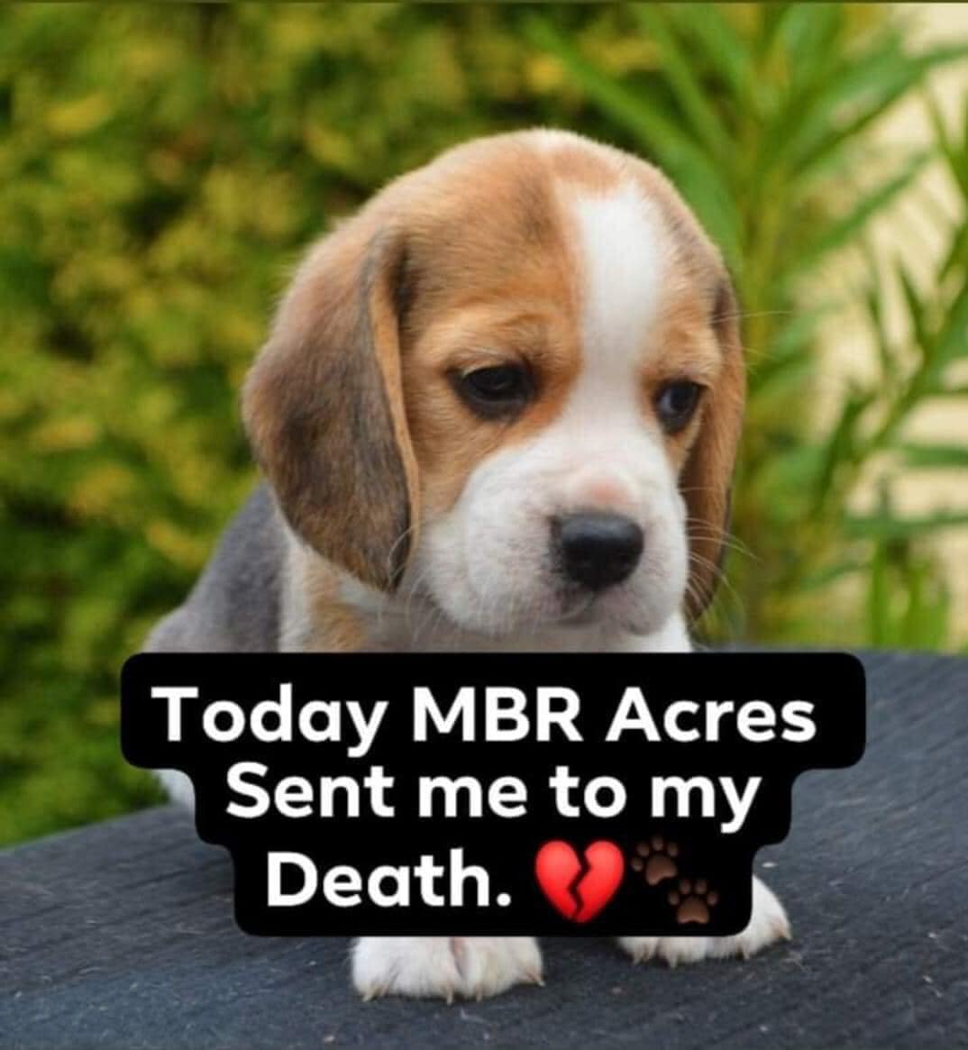 We were informed earlier today by our local network, that two more vans have gone into MBR Acres to transport sweet beagle puppies to the Research facilities. Potentially 50 puppies, just think !!!  #theprocessofanimaltestinghasneverbeenscientificallyvalidated @cbuk22 @CBUK10