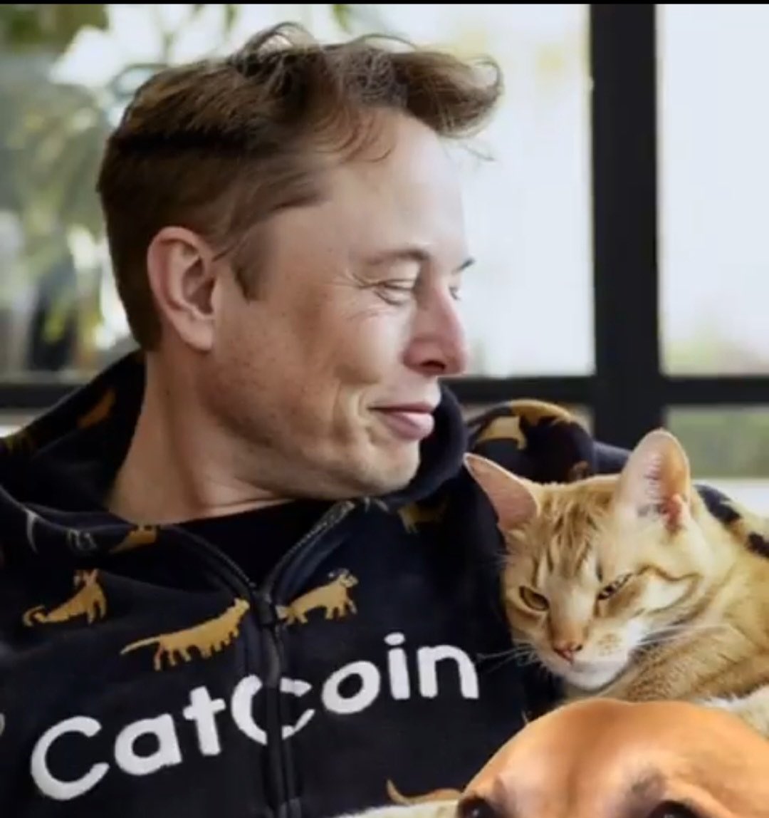 Buy dip thank me later #catcoin #bitcoin #ElonMusk