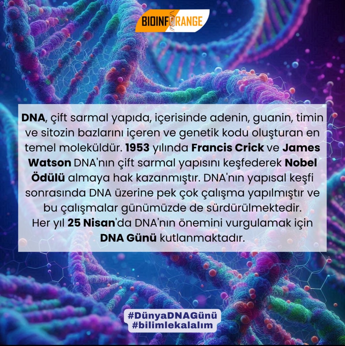 DNA, çift sarmal yapıda, içerisinde adenin, guanin, timin ve sitozin bazlarını içeren ve genetik kodu oluşturan en temel moleküldür. 1953 yılında Francis Crick ve James Watson DNA'nın çift sarmal yapısını keşfederek Nobel Ödülü almaya hak kazanmıştır. DNA'nın yapısal keşfi…