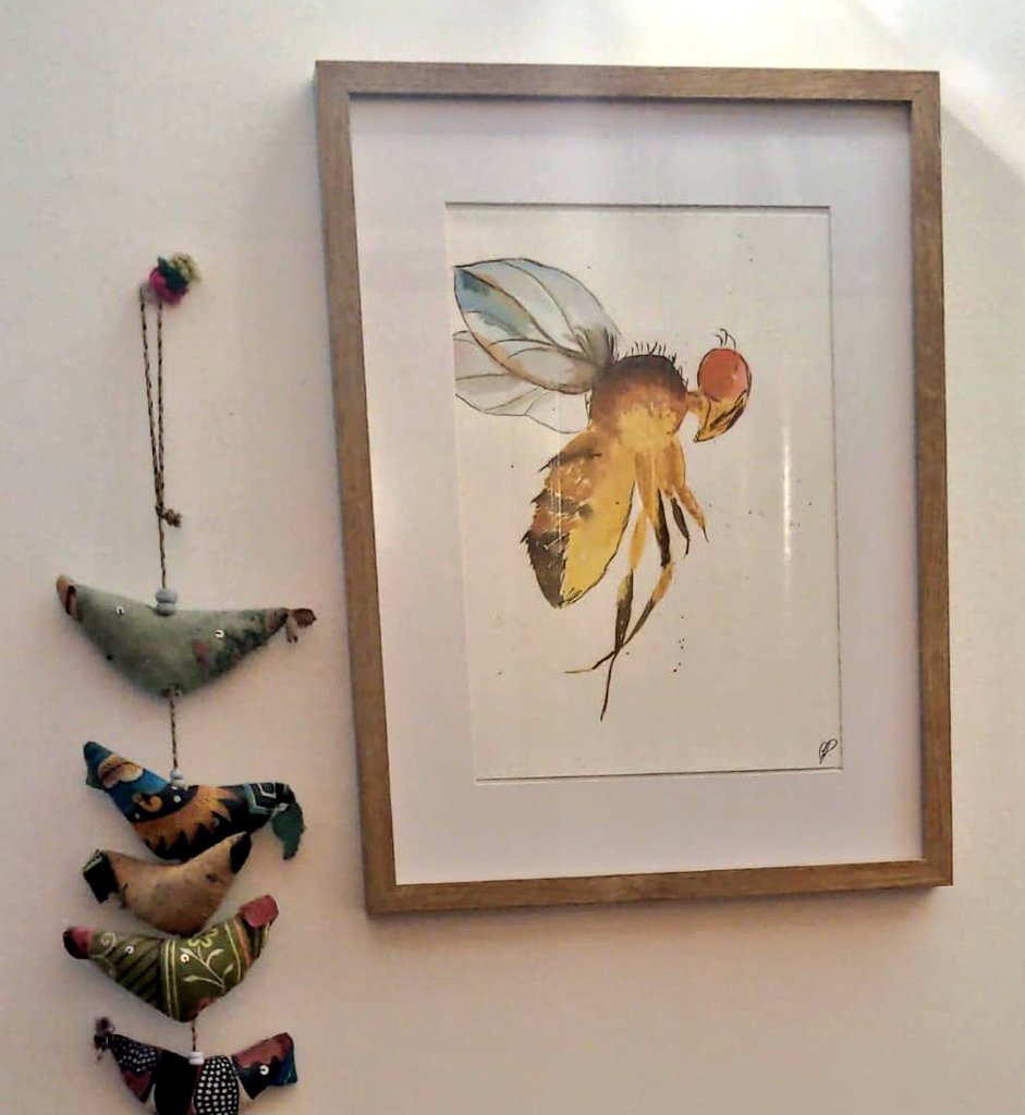 The first watercolor painting I gifted, is displayed on the wall. 🎨 Clearly, a fan of Drosophila. 🪰😍❤️