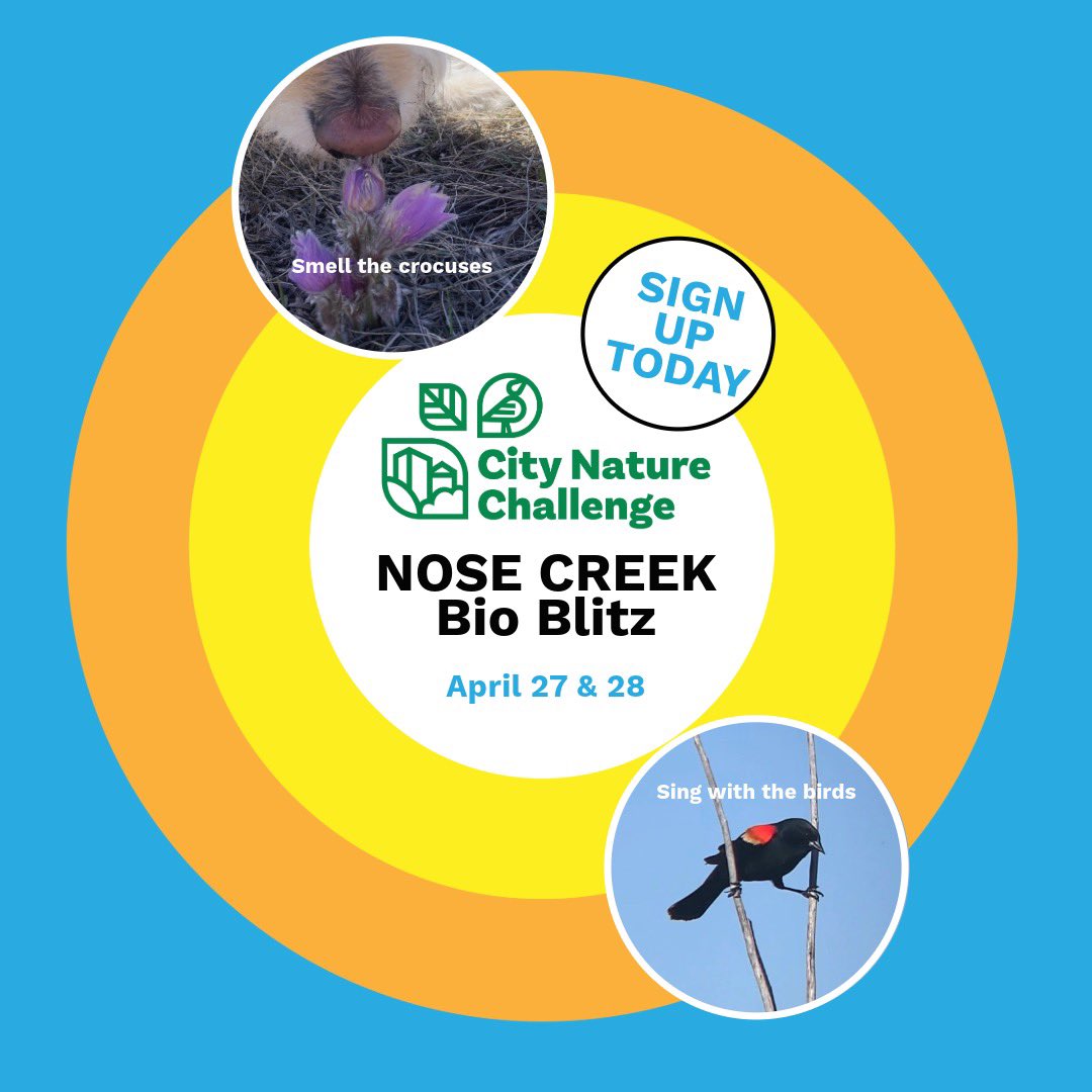 This weekend we are hosting 2 #CityNatureChallenge events to help the Calgary Metropolitan Area win this contest. 10am Apr 27 (Nose Creek) &amp; 1:30pm Apr 28 (West Nose Creek). We’ll be observing biodiversity in the Valley. @CityNatureYYC <a href="/NatureYYC/">Nature Calgary</a> 

RSVP: savenosecreek.com/news-events/20…