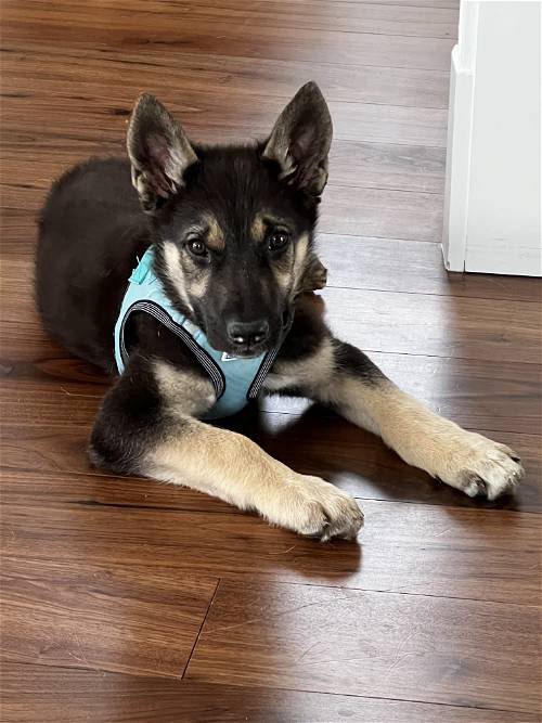 Help pretty puppy Amy find a Loving home @Penny2449 @MarkSagarin @AshiaReiki @OffTheLeashFP @MillieOTLFP @The_Animal_Team @Nightowl400 @EMluvsPibbles @irishfox1949 @FETCHDogTrainer #GermanShepherd #GSD #AdoptDontShop #TeamZay allshepherdrescue.com