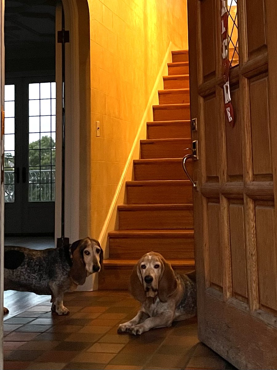 I always have greeters at the front door. #bassethound #dogtwitter #dogsofX #AdoptDontShop