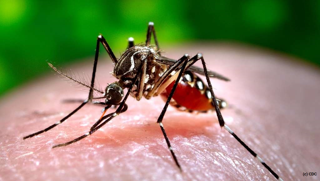 Mosquito-borne diseases spreading in Europe due to climate crisis, says expert - Illnesses such as #dengue and #malaria to reach unaffected parts of northern Europe, America, Asia and Australia, conference to hear loom.ly/RFRiEn8 #climatechange