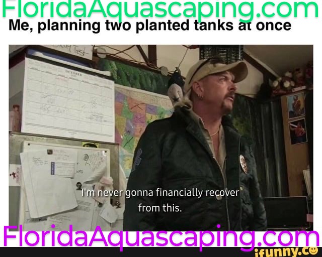 #aquascaping #aquaticplants #aquascape #ponds #flordiaaqauscaping #pondplants #fish #aquarium #fish #flordiaaquarium #aquaplants #pond #plantlife #nature #pondaquarium #plantsale #pondlife #fishtank #naturalfilter @floridaaquascaping.com #plantsale #bogo #bestproduct #bestprice