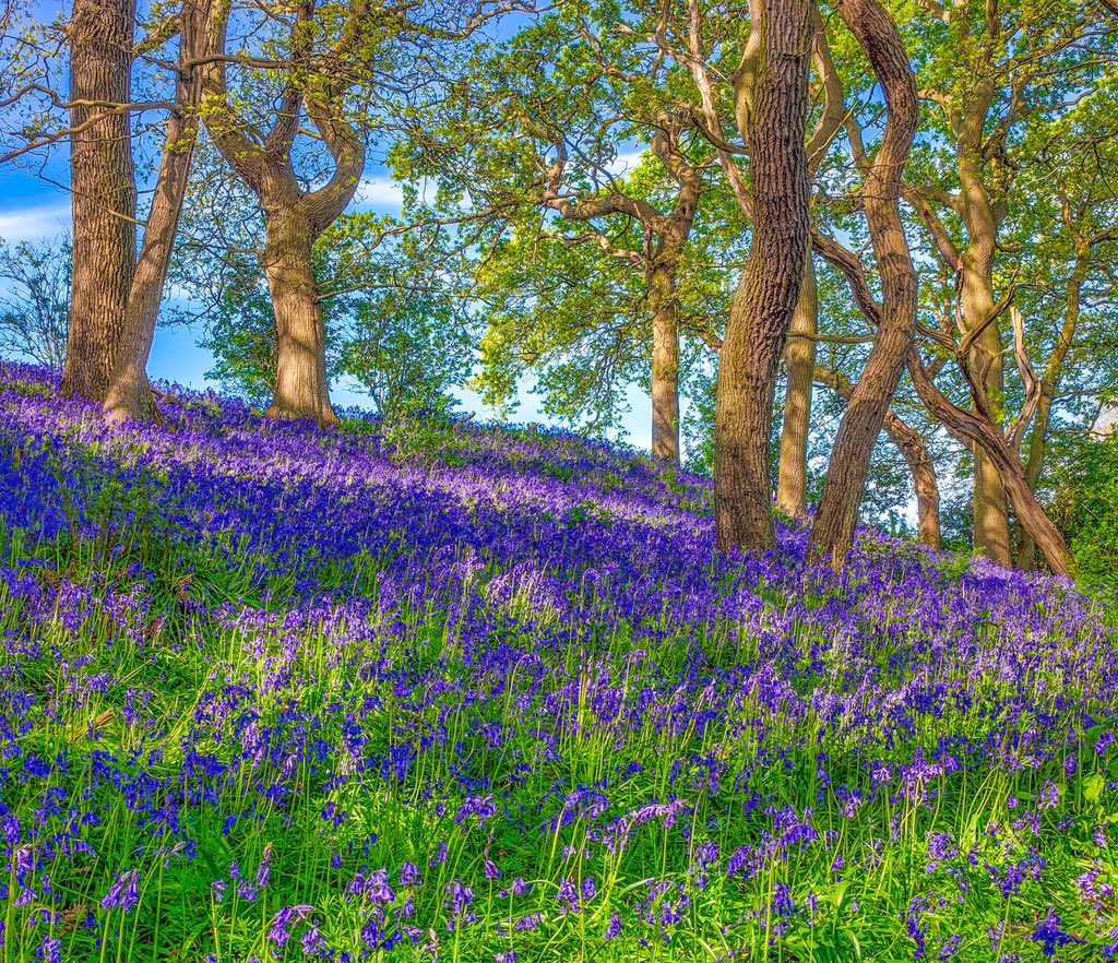 Northumberland bluebell parade :)