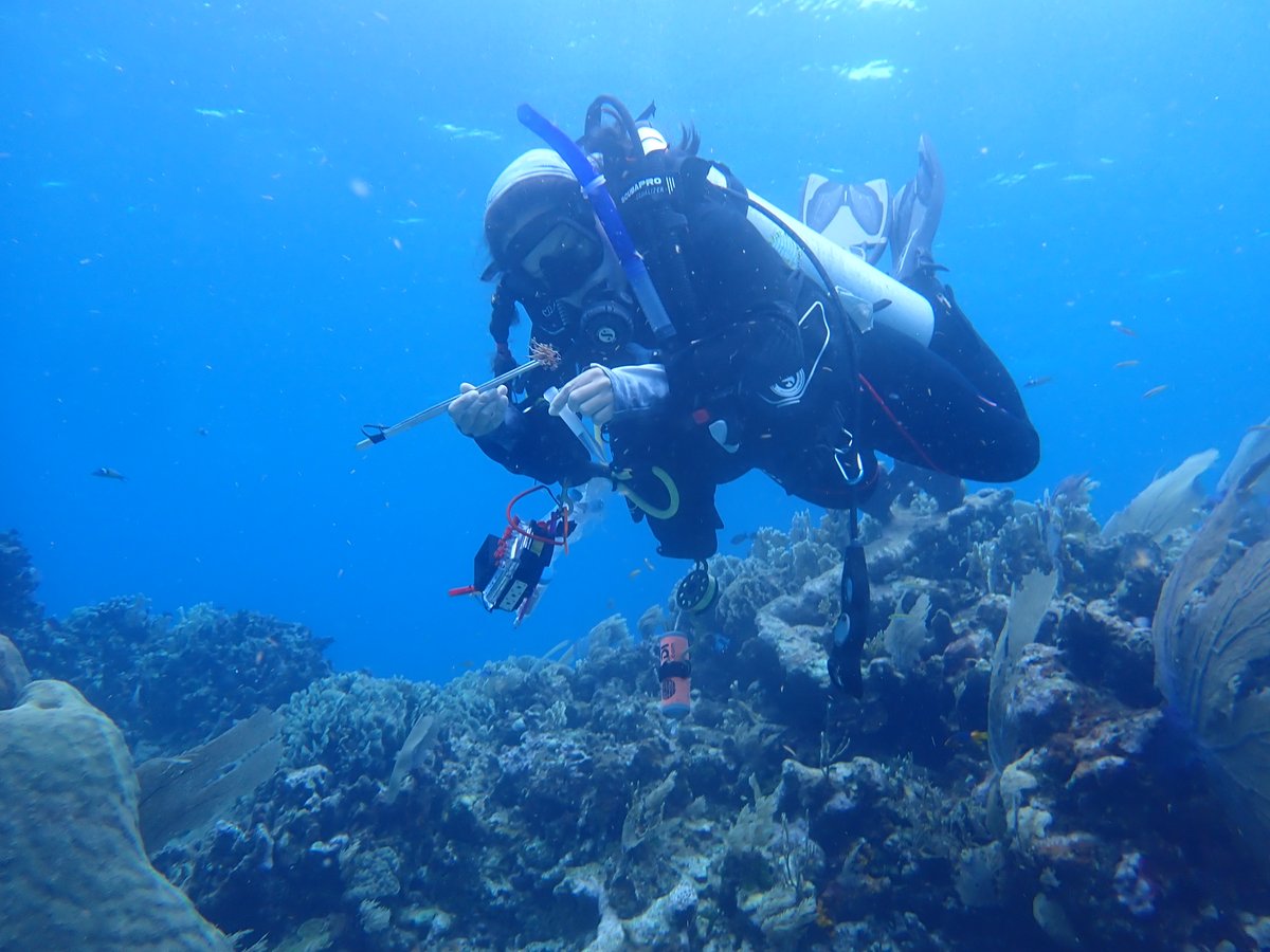 Congratulations to #grad student Kyra Jean Cipolla for receiving the 2024 Lizard Island Doctoral Fellowship award! Dock 📷: Mariana Rivera-Higueras Scuba 📷: Hannah Rempel #Congratulations #UTMSI #TexasScience #3Dmodels