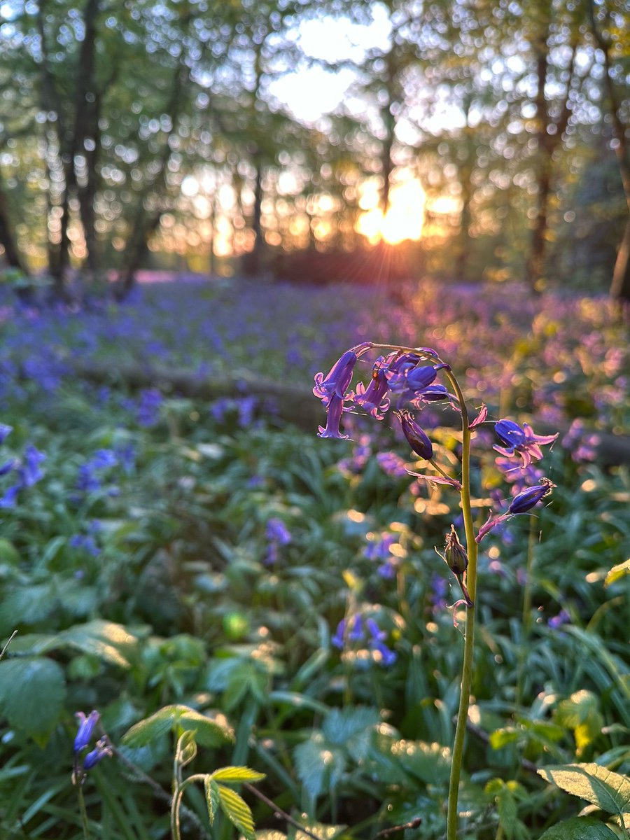 Did you know, damaged or trampled #bluebells can take up to 7 years to re-grow? We all love bluebells, but it's important to keep to paths. Share this message to let others know! 💜 Best bluebell walks 👉 loom.ly/nZwtJGI 📷 Bluebell photos from the Conservation Team 🌸