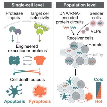 Proteínas sintéticas para controlar apoptotsis y pyroptosis!