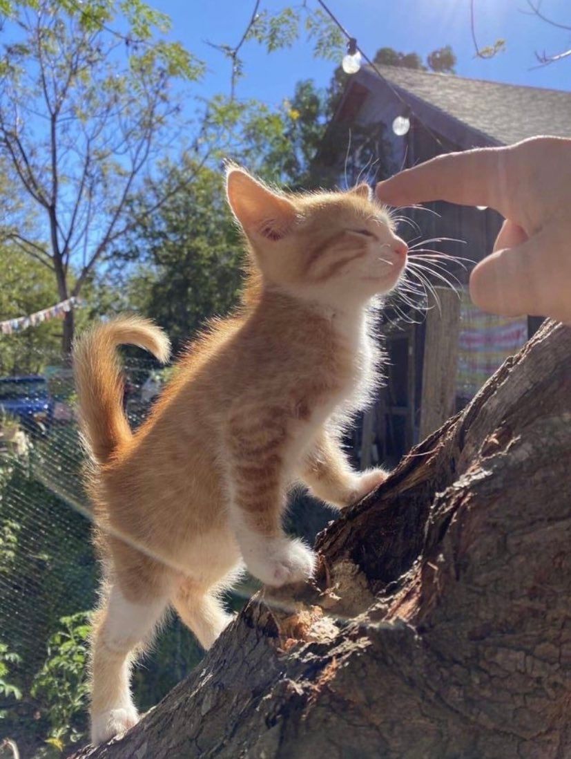 PostsOfCats's tweet photo. just blessed your timeline https://t.co/xvQpYA1Uwv