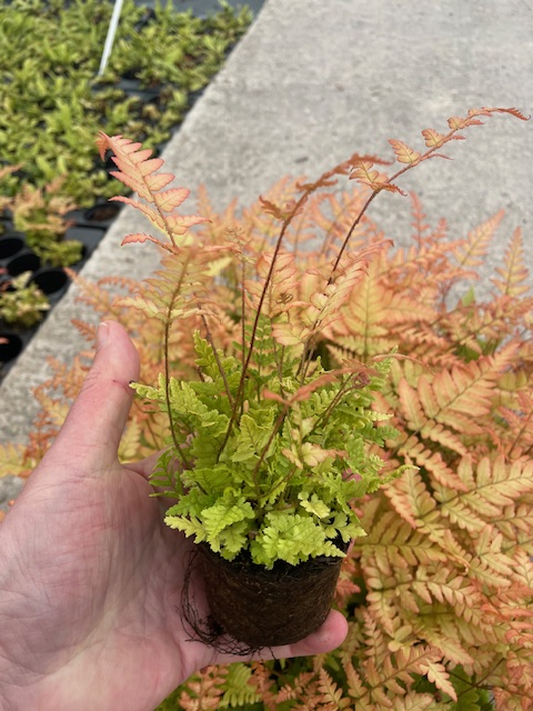 We still have the last few chunky 5cm #peatfree Ferns available, pot now for autumn sales! seiontnurseries.com/home/availabil…