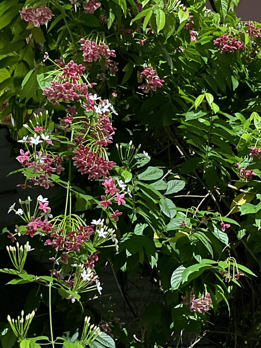 Chụp hoa đêm xem có khác ban ngày không🌸🤔.